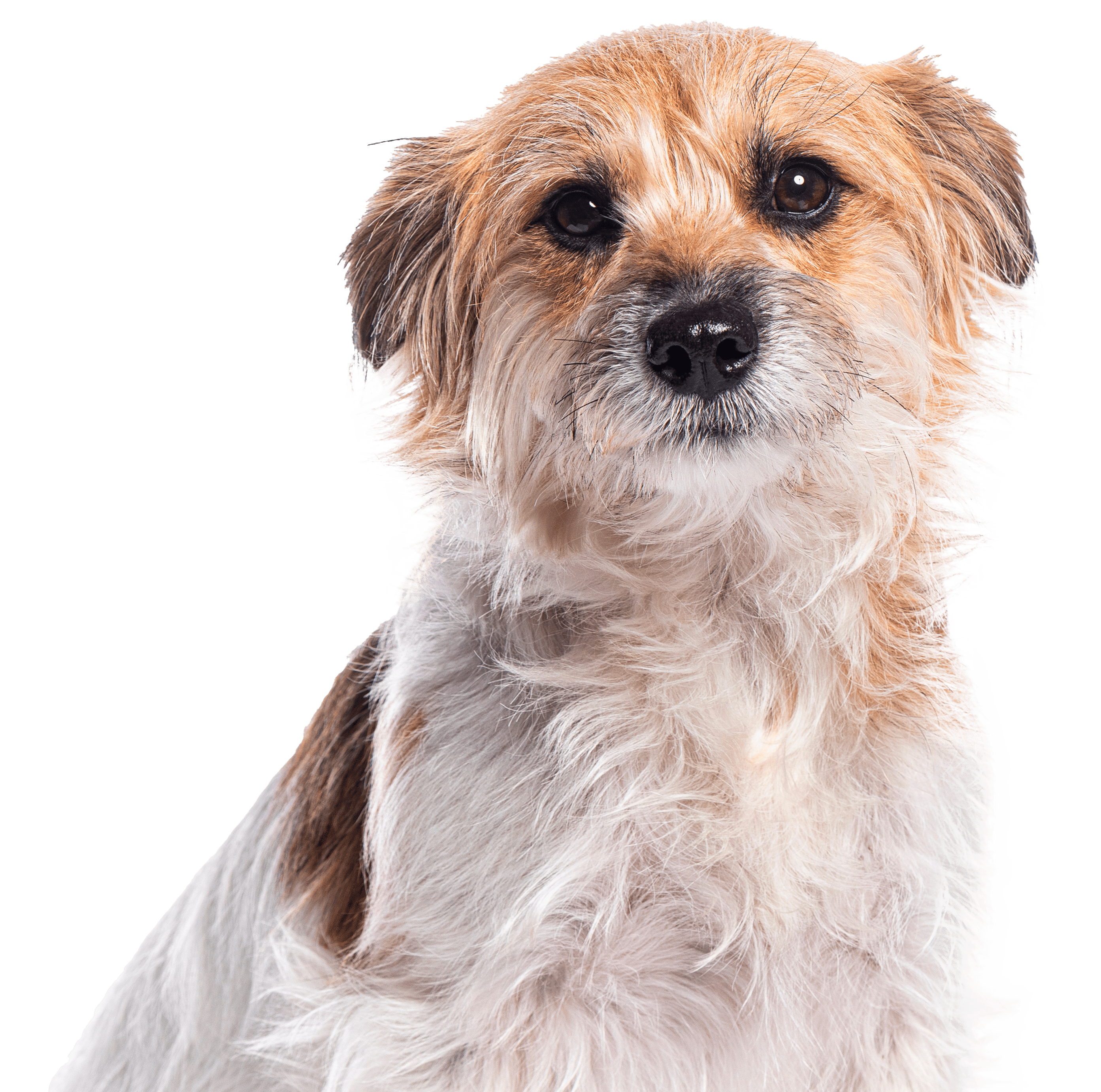 Cane meticcio